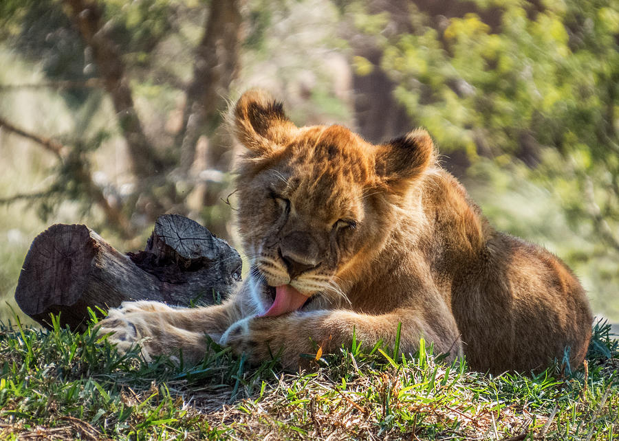 Lion Cub Lick Photograph by Patti Deters