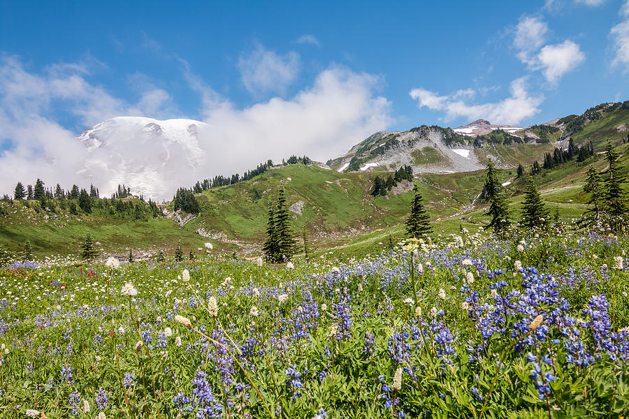 Mt. Ranier Meadow 2 Photograph by Patti Deters - Fine Art America