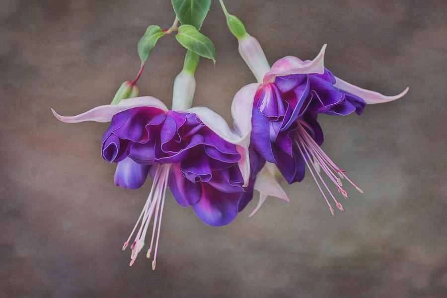 Purple Fuchsia Photograph by Patti Deters
