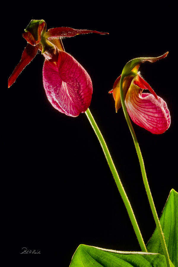 No Lady Slipper Was Harmed Photograph by Frederic A Reinecke