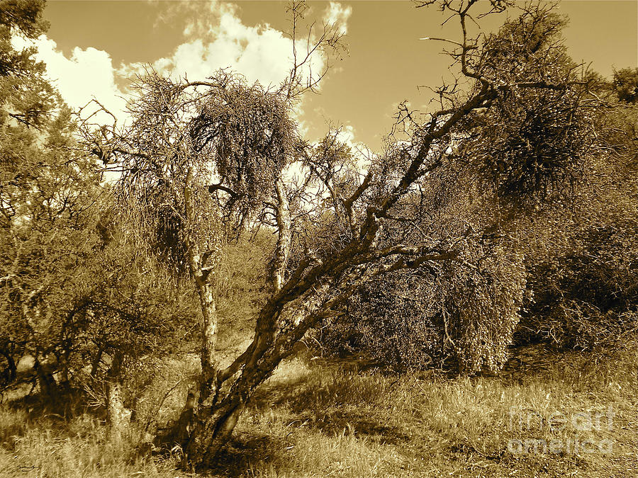 Trees Photograph - No Mans Safari by Gem S Visionary Trees Photograph - No Mans Safari by Gem S Visionary