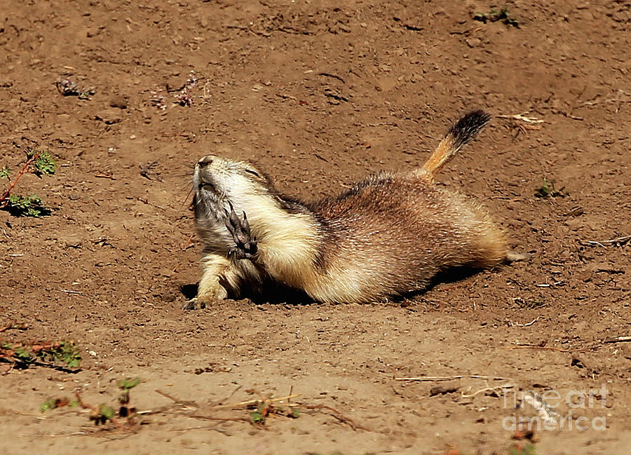 Prairie Dog Photograph - No, No Stop.  Youre Killing Me.  That Joke Is Too Funny. by Clare VanderVeen