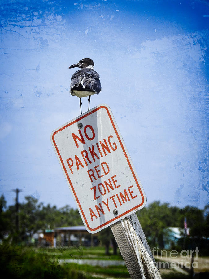 No Parking Red Zone Photograph by Ella Kaye Dickey