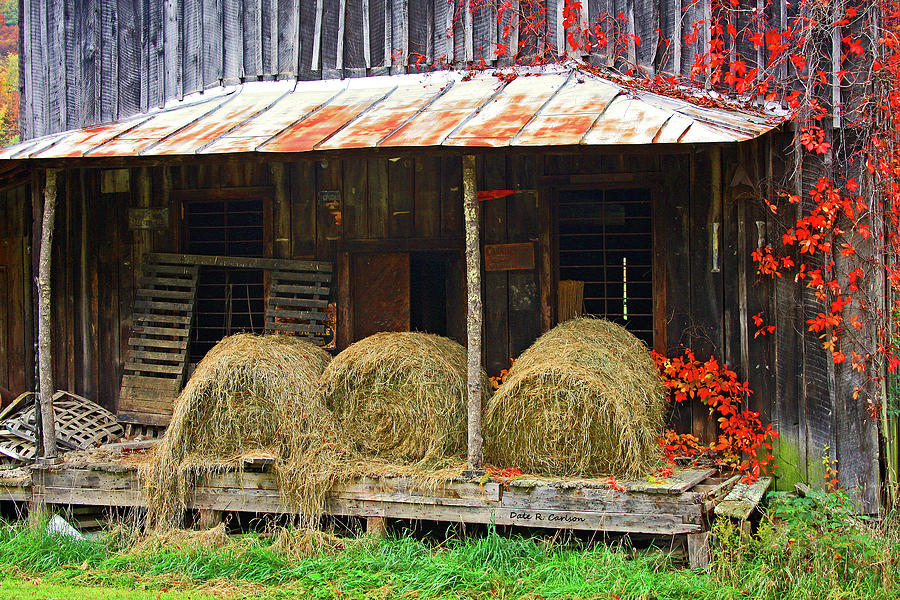 No Room in the Barn Photograph by Dale R Carlson