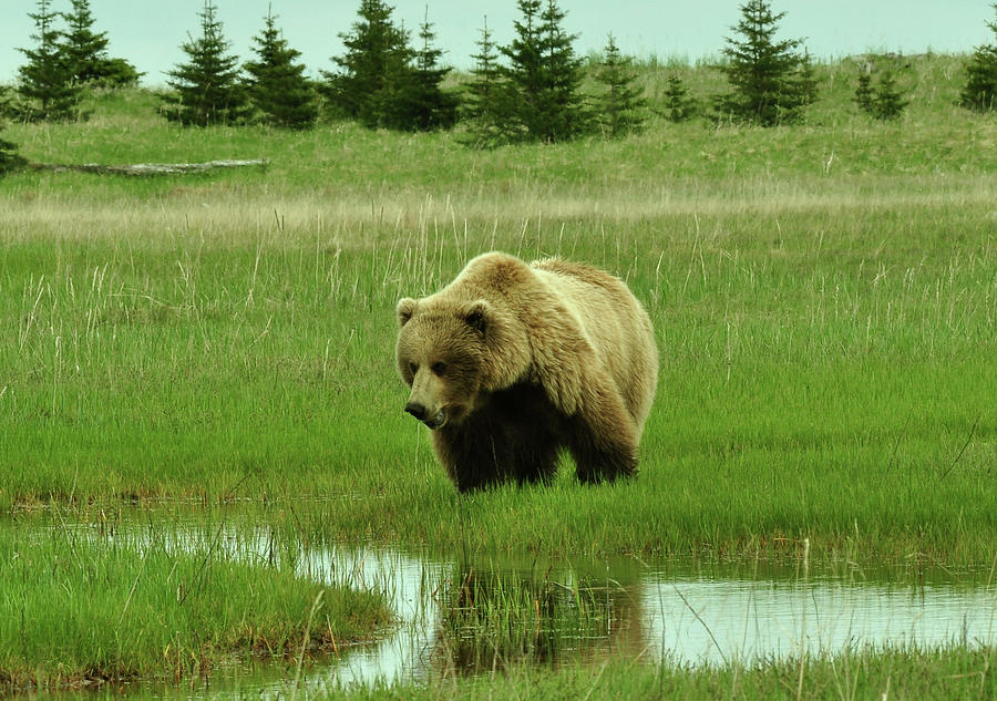 No Salmon Yet Photograph by Dennis Blum - Fine Art America