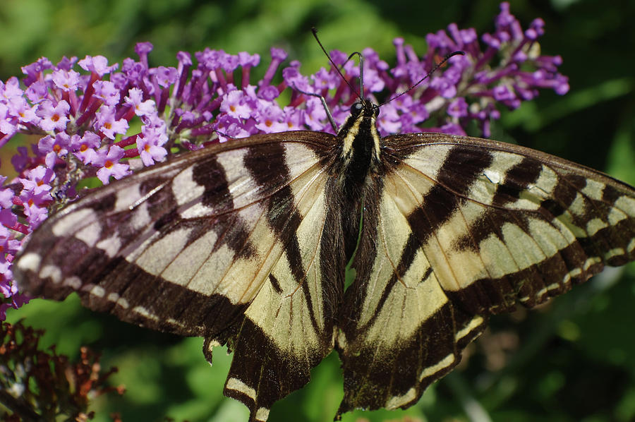 No Tail Swallowtail Photograph by Adria Trail