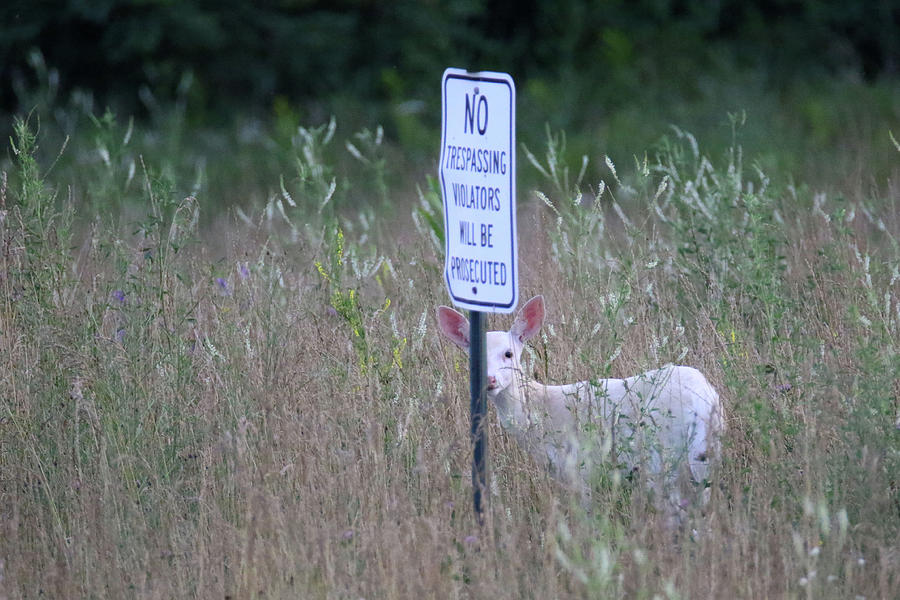 No Trespassing White Fawn  Photograph by Brook Burling