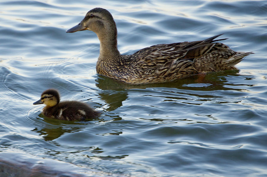 Nature Photograph - No ugly ducklings here by Debbie Karnes