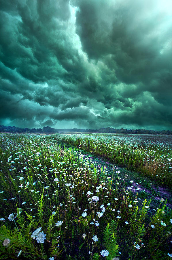 Flower Photograph - No Way Out by Phil Koch