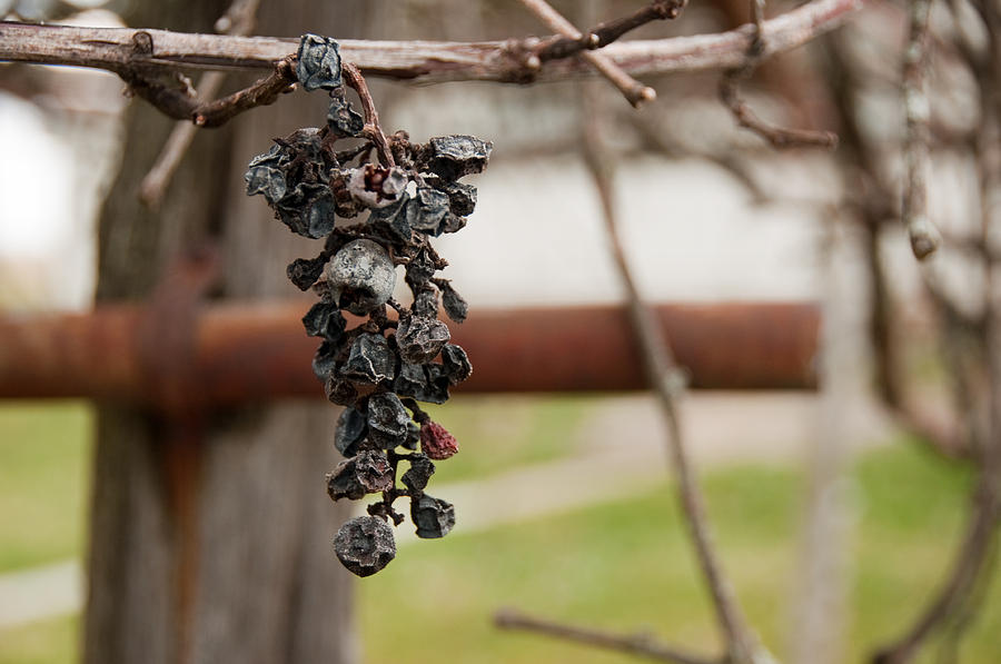 Grape Photograph - No Wine by David Arment