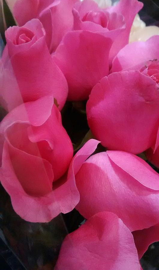 no.10 Pink Roses Photograph by Sylvester Wofford