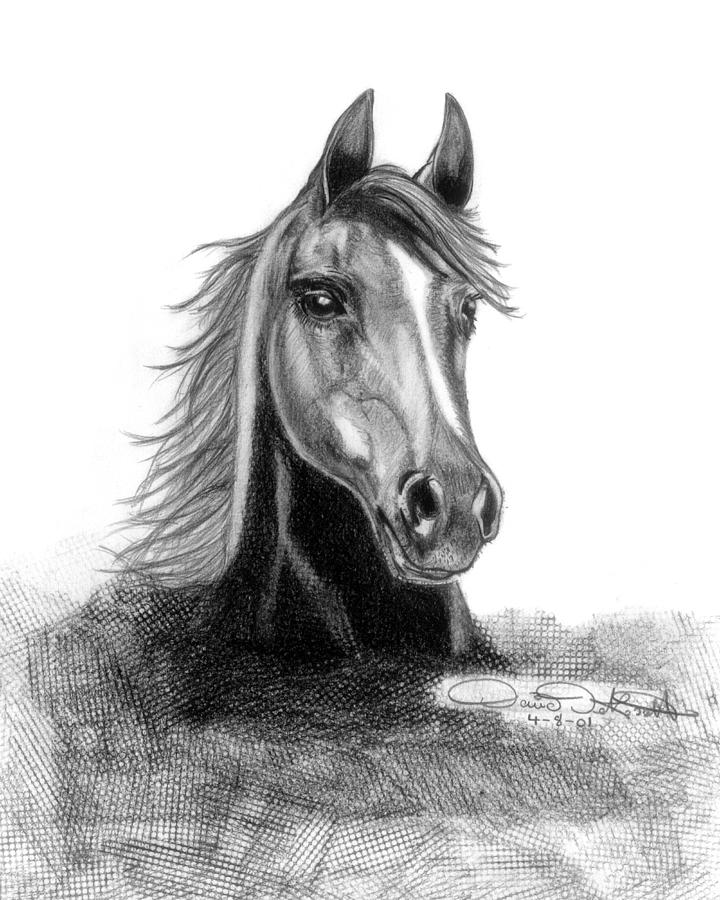 Nobility Drawing by David De Rossett - Fine Art America