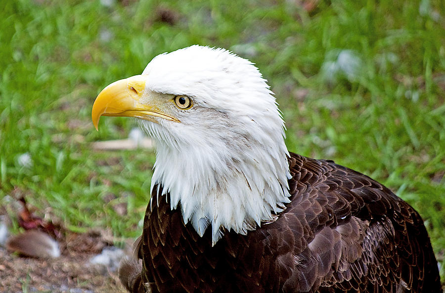 Noble Eagle Photograph by Kenneth Albin