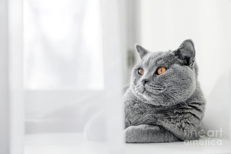 Noble proud cat lying on window sill. The British Shorthair Photograph by Michal Bednarek