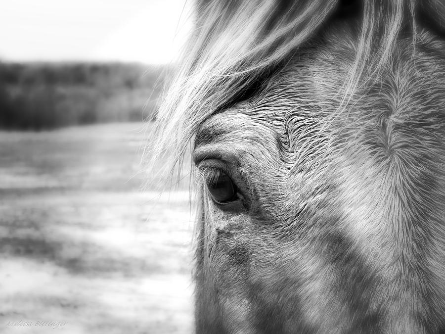 Noble Steed, Black and White Horse Portrait Photograph by Melissa Bittinger