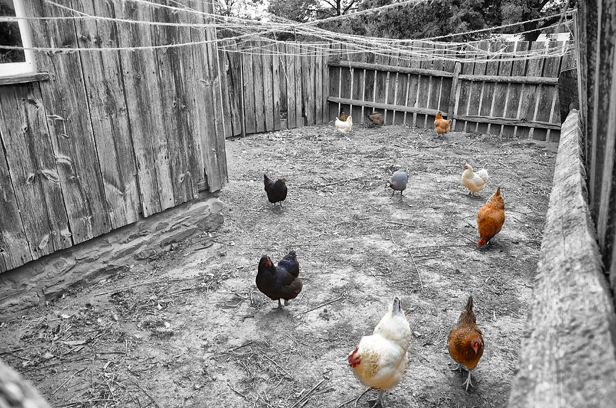 Nobody Here But Us Chickens Photograph by Bill Cannon