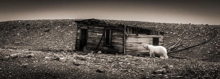 Nobody Home - Black and White Polar Bear Photograph Photograph by Duane Miller