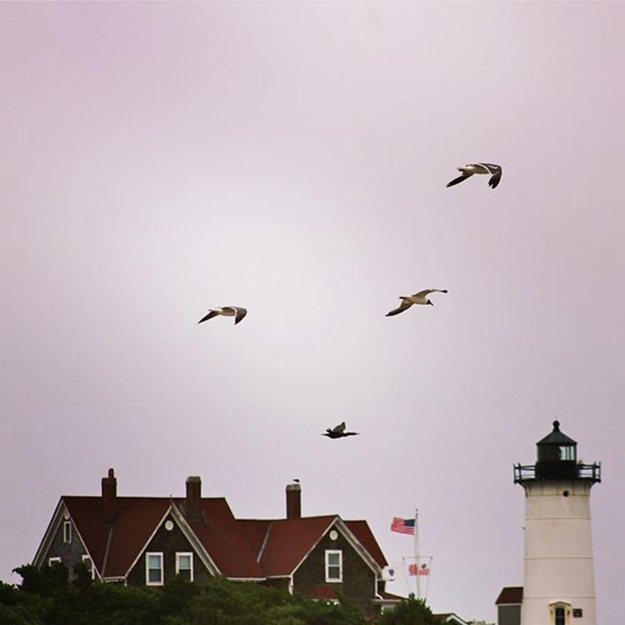 Seagull Photograph - Nobska And Gulls by Justin Connor