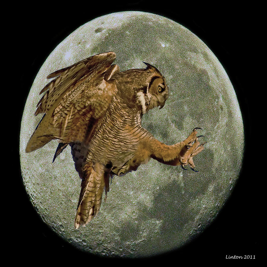 Nocturnal Raptor Photograph by Larry Linton