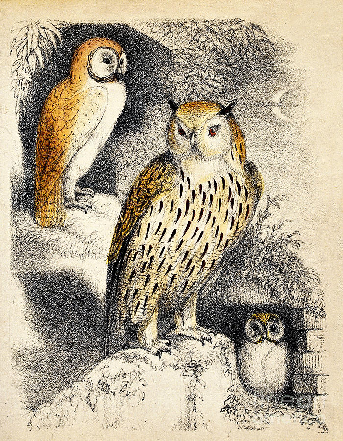 Nocturnal Scene With Three Owls Photograph by Wellcome Images