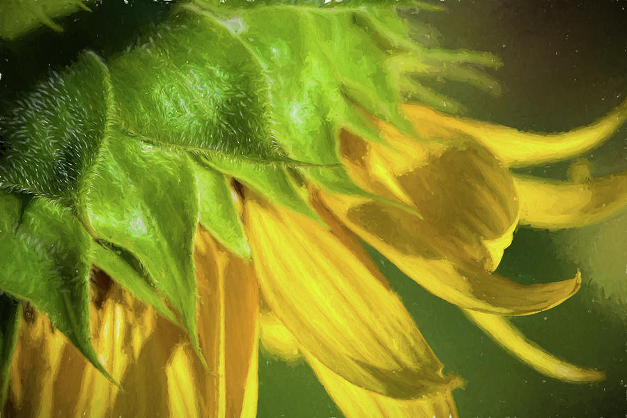 Nodding Yellow Sunflower Photograph by Kathy Clark