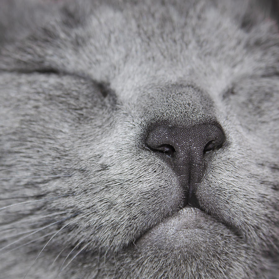 Cat Photograph - Noels Nose by Rick Mosher
