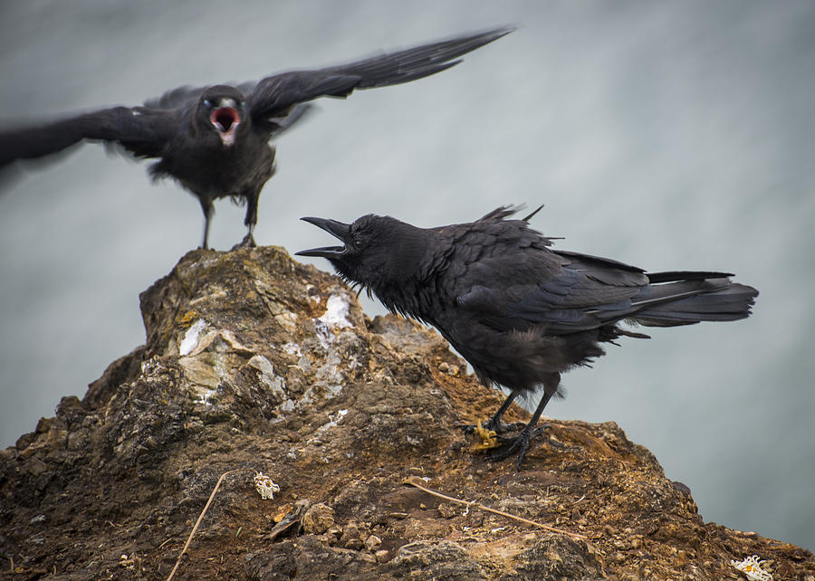 Noisy Crows Photograph by Robert Potts