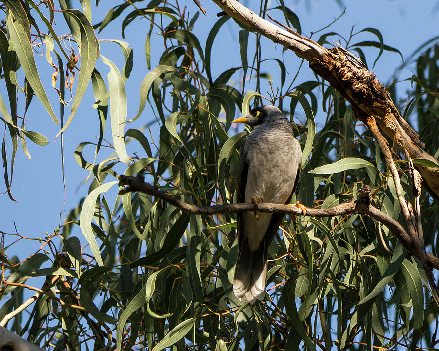 Noisy Miner Bird 2 - Canberra - Australia Photograph by Steven Ralser