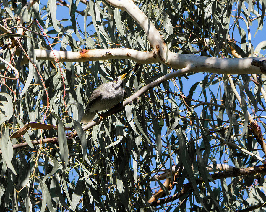 Noisy Miner Bird 1 - Canberra - Australia Photograph by Steven Ralser