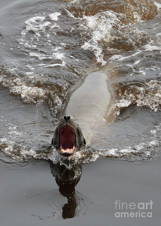 Noisy Sea Lion Photograph by Carol Groenen