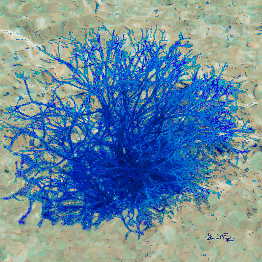Nokomis Beach Seaweed in Blue Photograph by Susan Molnar
