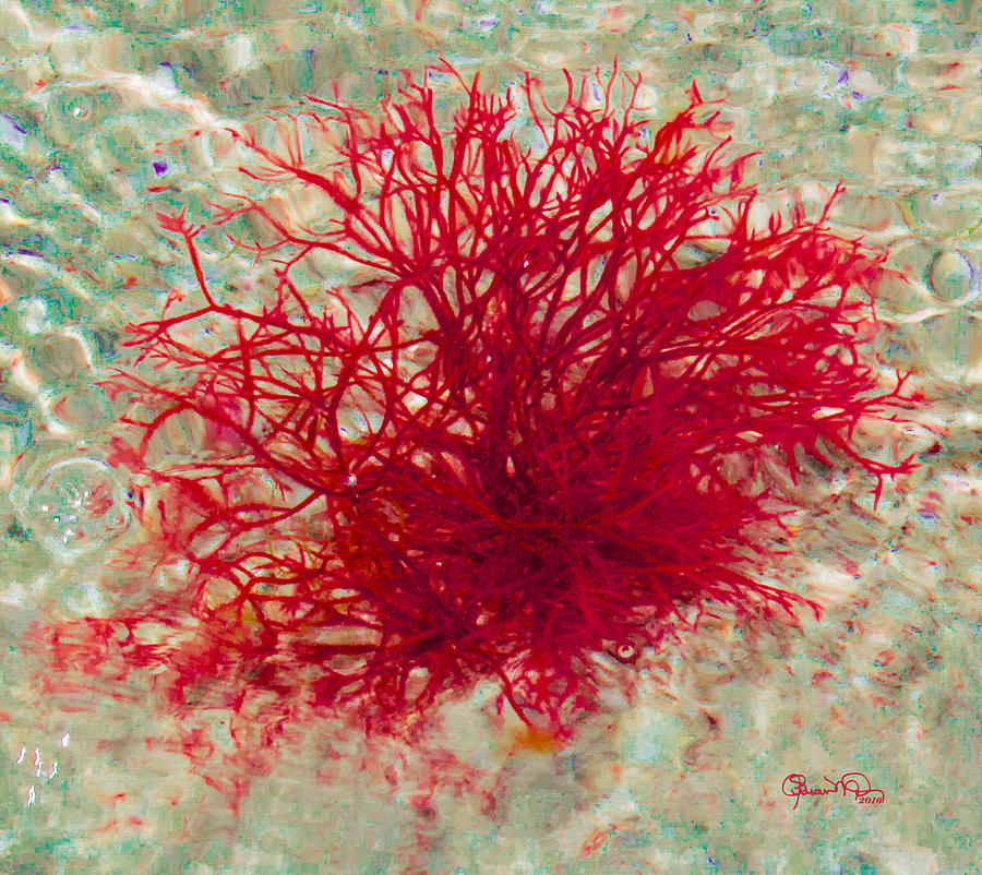Nokomis Beach Seaweed in Red Photograph by Susan Molnar
