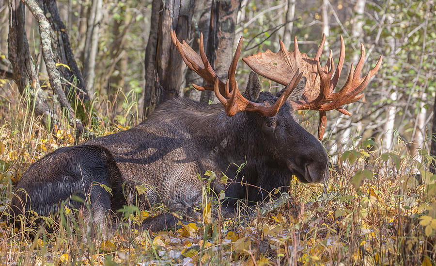 Non Typical Moose Photograph by Sam Amato