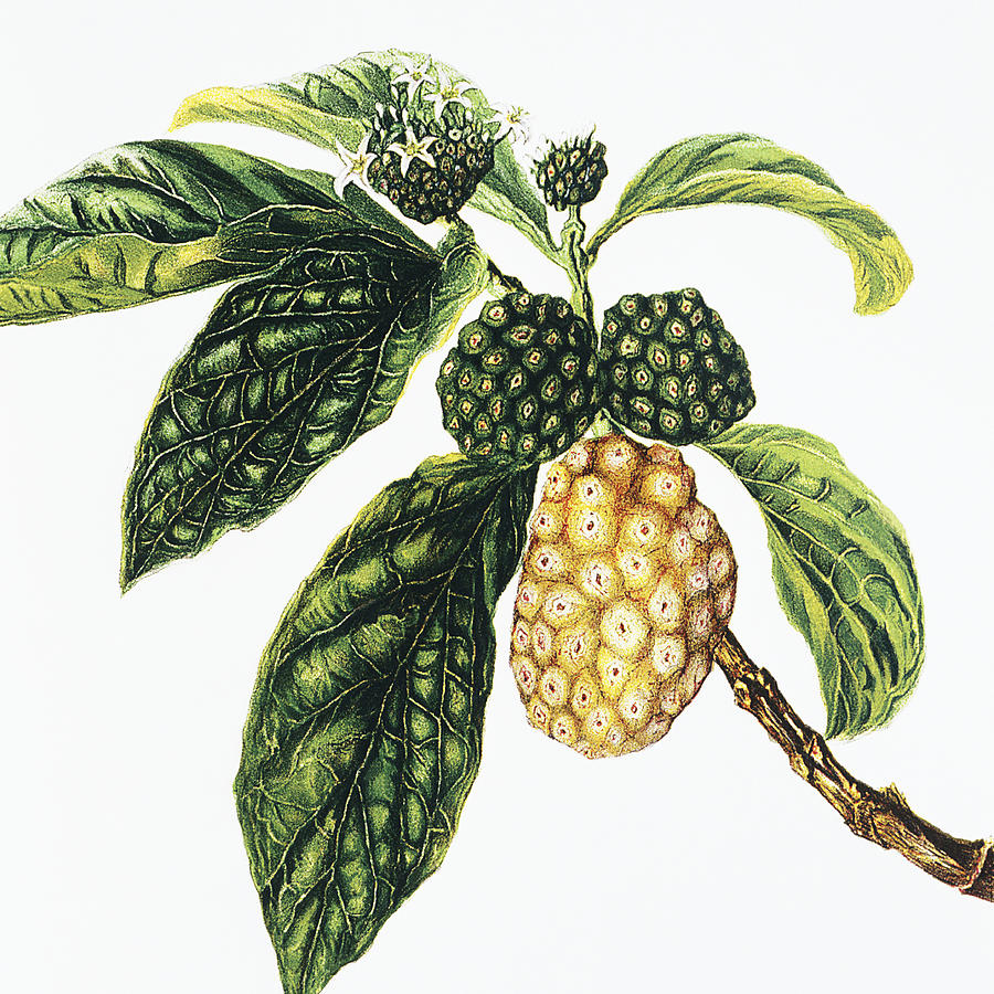 Noni Fruit Painting by Hawaiian Legacy Archive - Printscapes