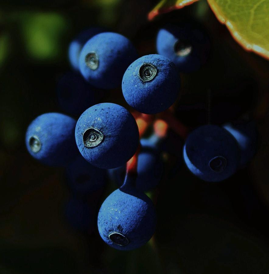 Blueberry Photograph - Noon by Amy Neal