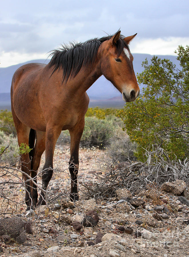 Death Valley National Park Photograph - Nopah Mountains Wild Horse by Adam Jewell