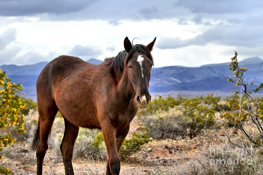 Horse Photograph - Nopah Mountains Wild Stallion by Adam Jewell