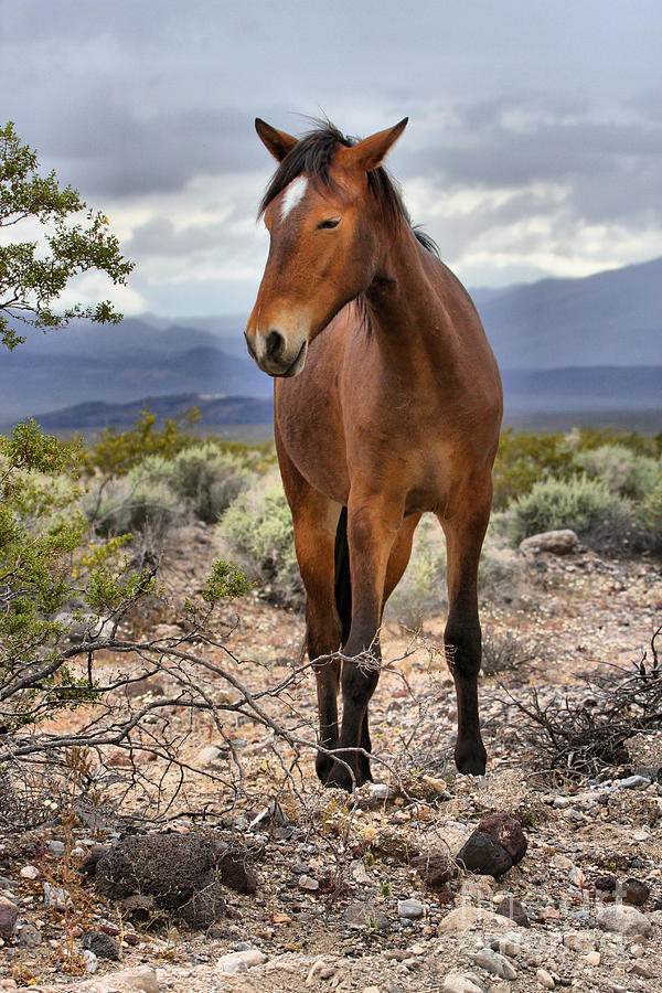 Nopah Wilderness Wild Mustang Photograph by Adam Jewell