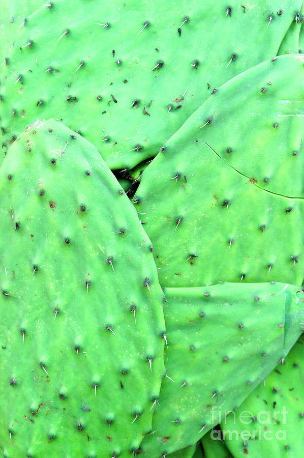 Nopal Cactus Abstract Photograph by John  Mitchell