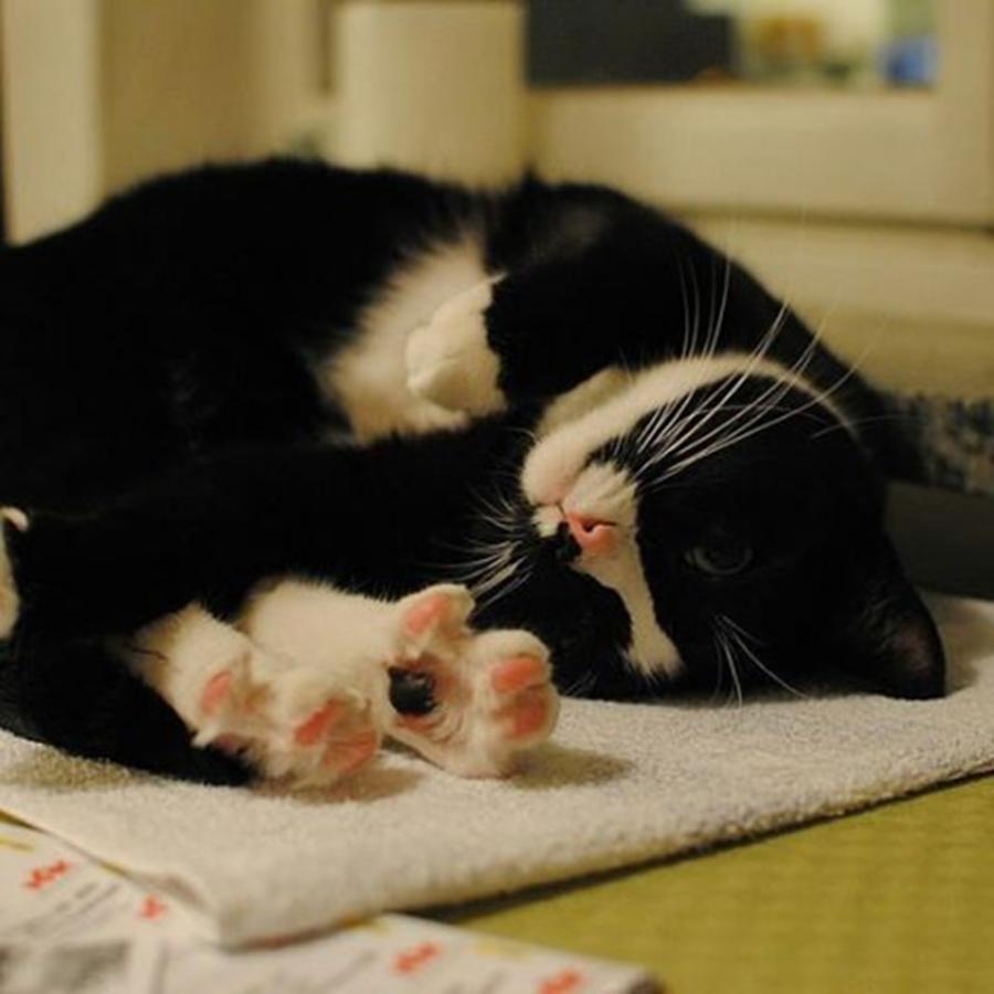 Cat Photograph - Open feet by Kitaguni Kamome