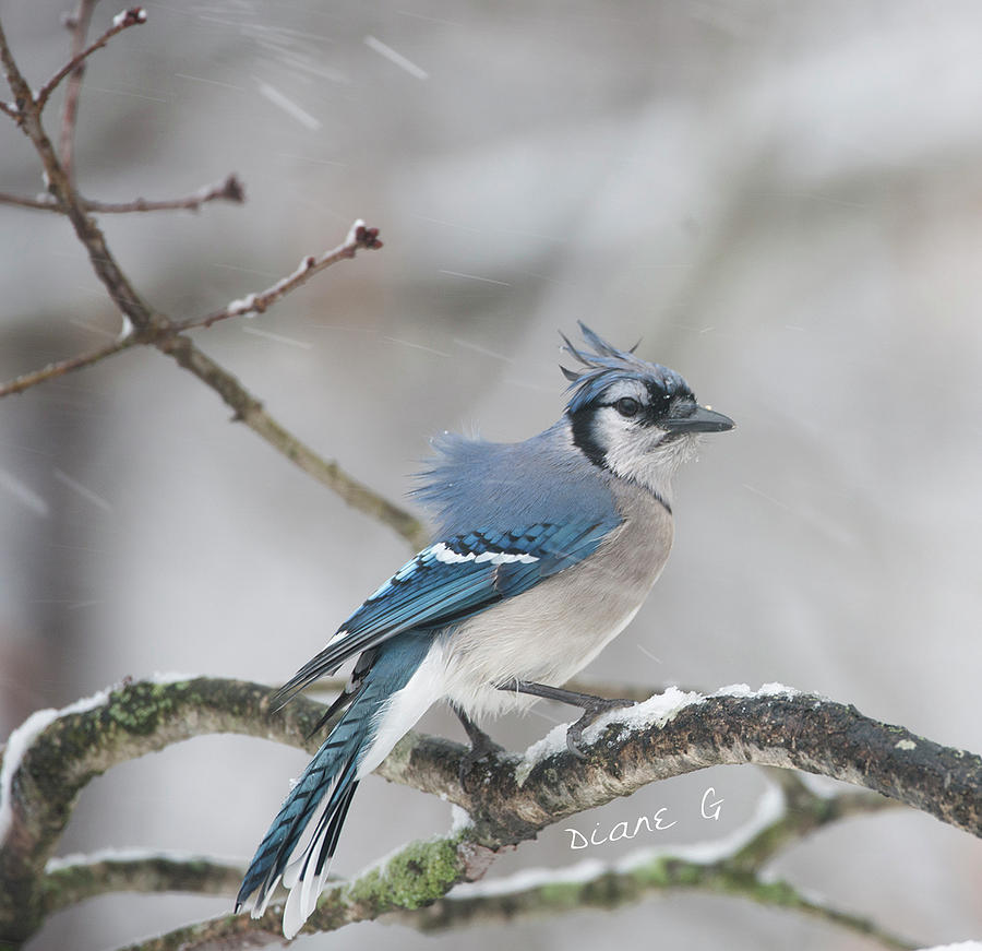 Nor Easter Blue Jay Photograph by Diane Giurco