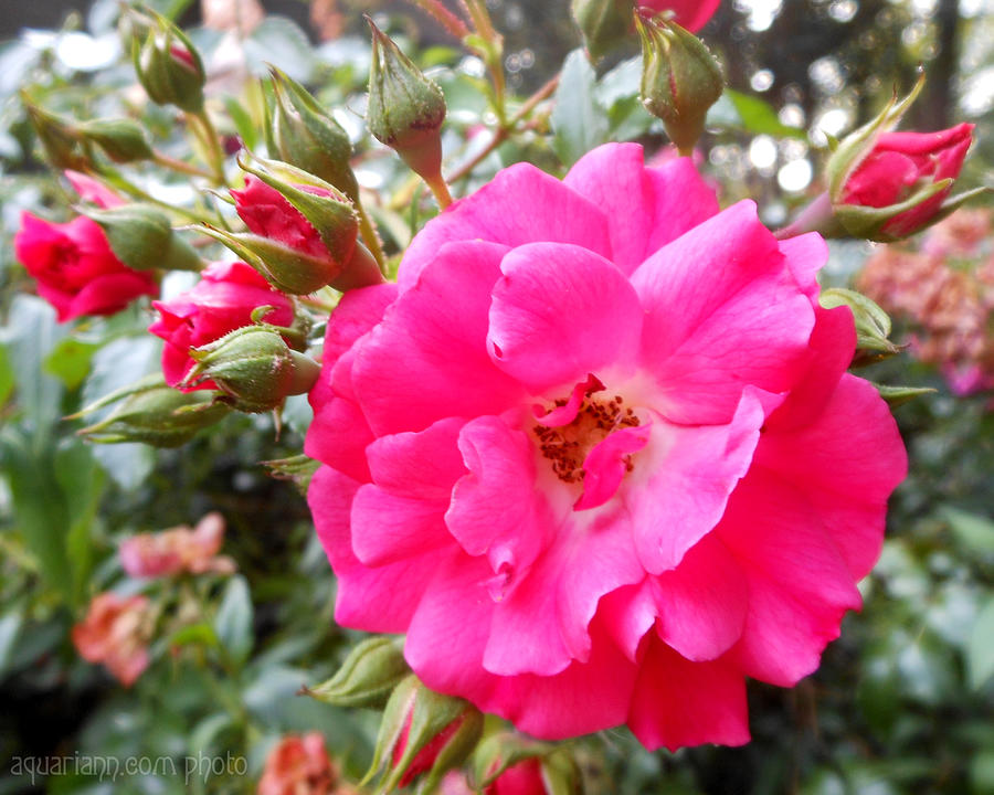 Nora's Knockout Roses by Kristin Aquariann Nora's Knockout Roses by Kristin Aquariann