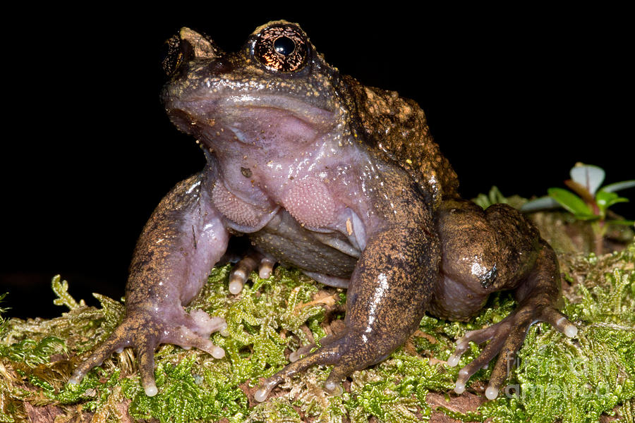 Noras Spiny Chest Frog Photograph by Dant Fenolio