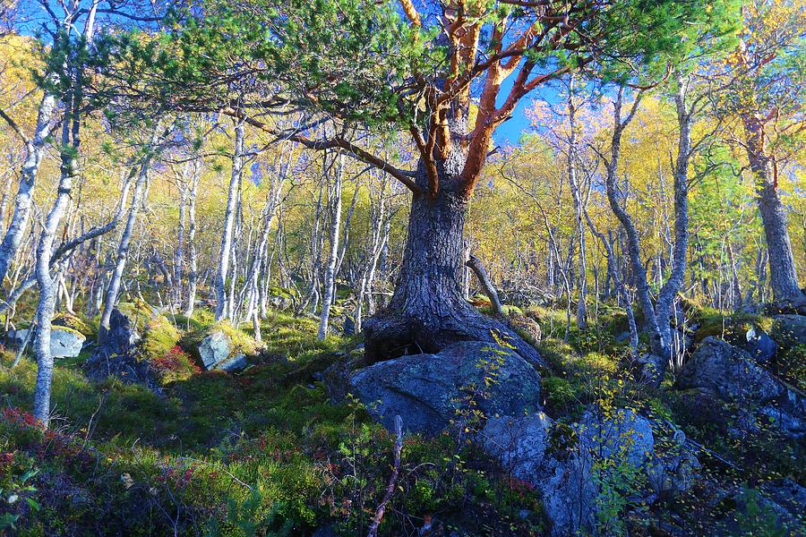 Nordic Autumn Forest Pine Photograph