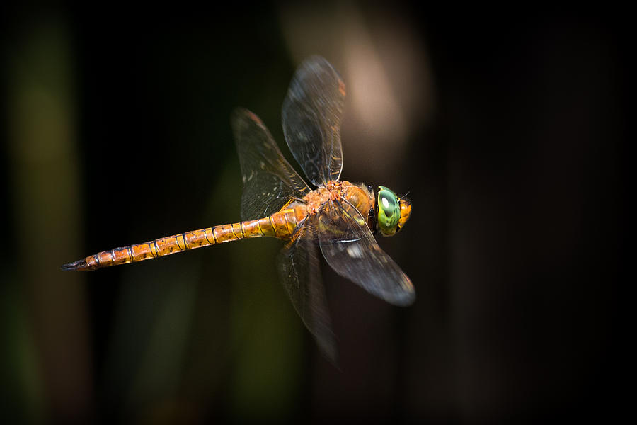 Wildlife Photograph - Norfolk Hawker Dragonfly by Ian Hufton