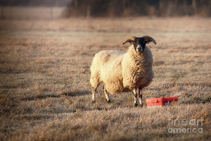 Norfolk horn sheep feeding on a frosty morning Photograph by Simon Bratt