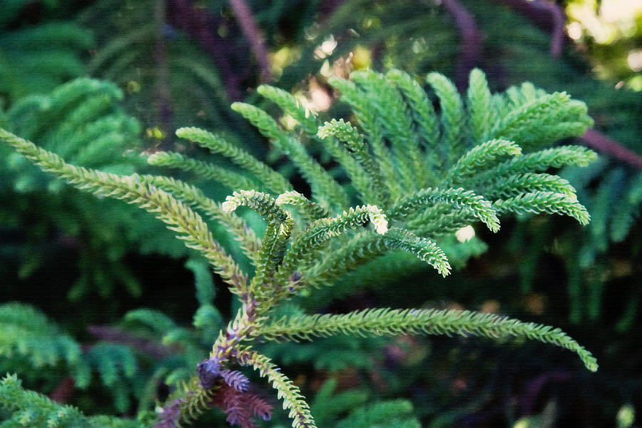 Norfolk Island Pine Frond Digital Art by Sherry  Curry
