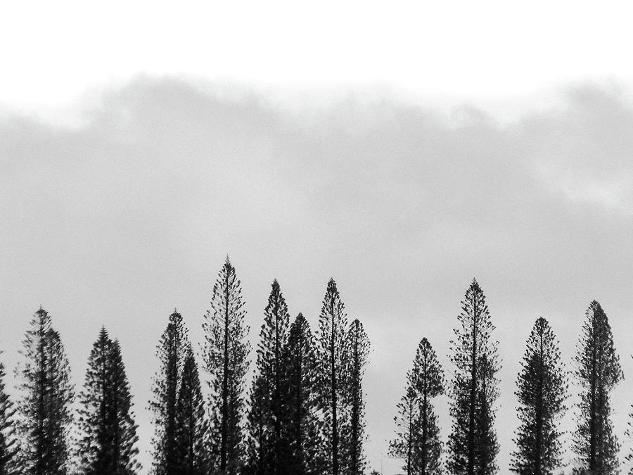 Tree Photograph - Norfolk PInes by Andrew Weills