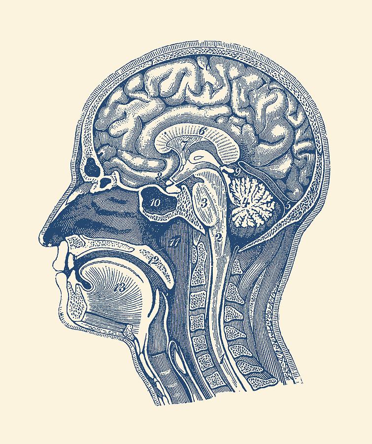 Normal Anatomy of Human Brain Vintage Print Drawing by Vintage