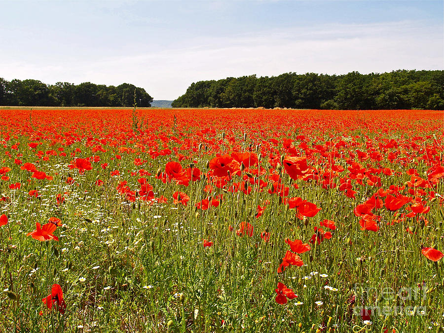 Normandy Poppies Photograph by Alex Cassels - Pixels